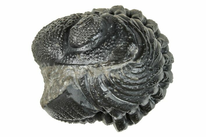 Long Enrolled Morocops Trilobite - Morocco #266011